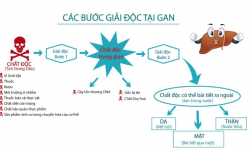 Đừng để lá gan của bạn bị kiệt sức vì uống nhiều rượu bia