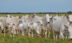 14.000 con bò sống Brazil đang trên đường nhập về Việt Nam