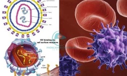 Đồng nhiễm HCV/HIV: Hiện trạng và thách thức